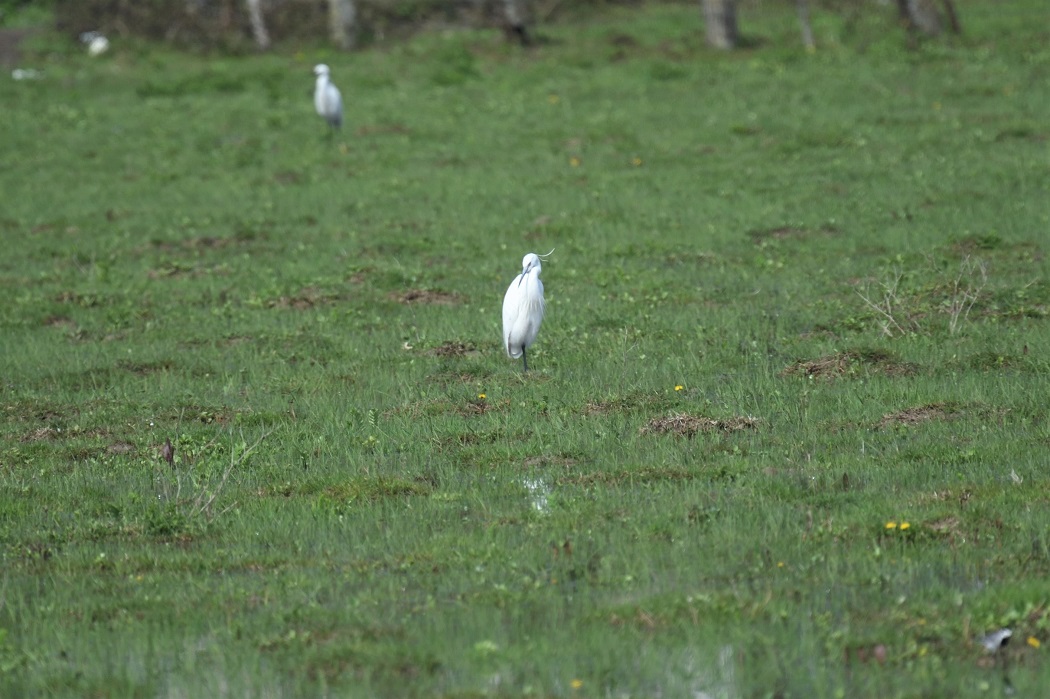 Little Egret — Ana fotoğraf